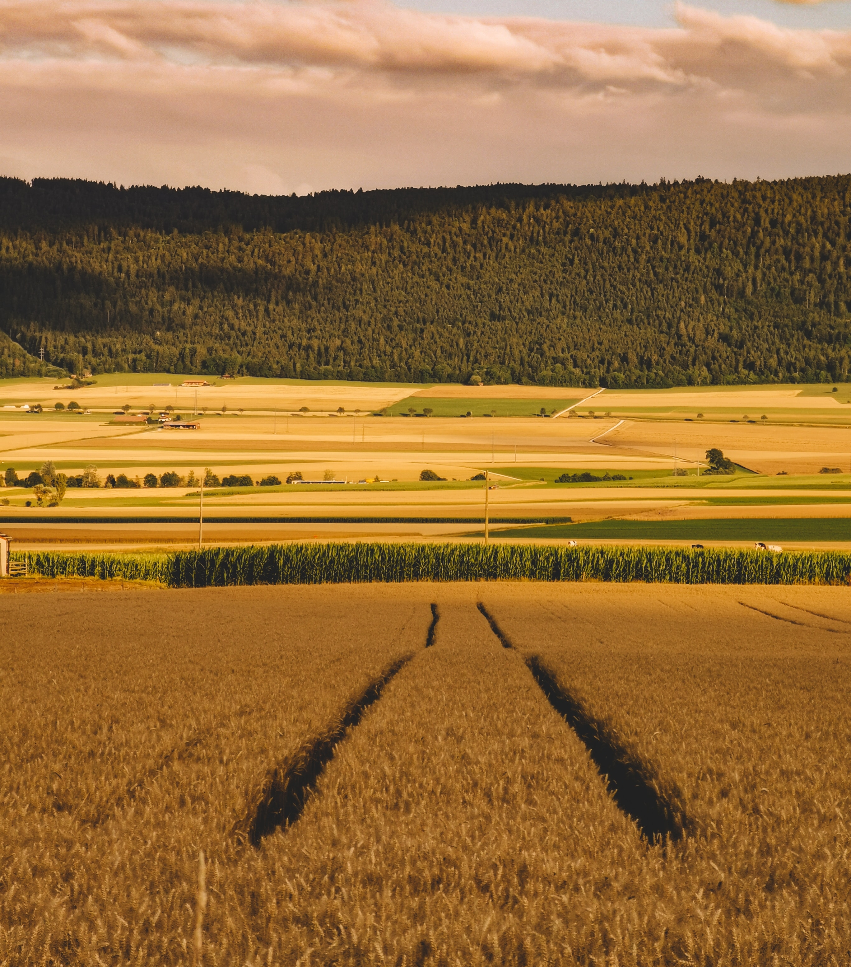 avocat spécialiste en droit rural pour exploitant agricole et viticole